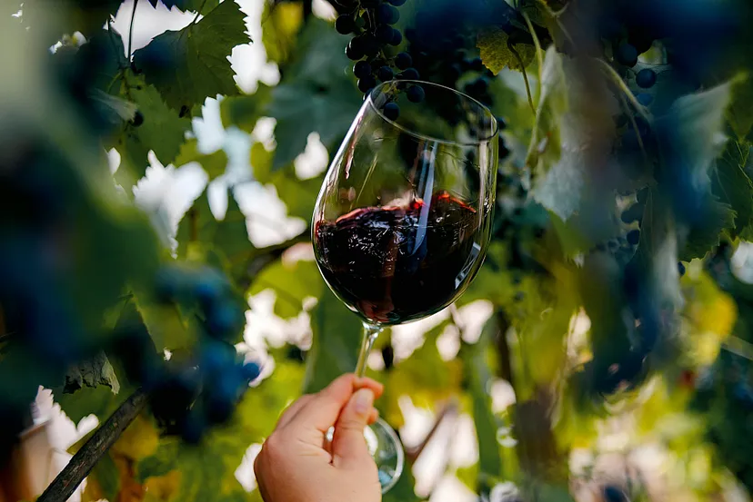 У некоторых людей болит голова после употребления красного вина.