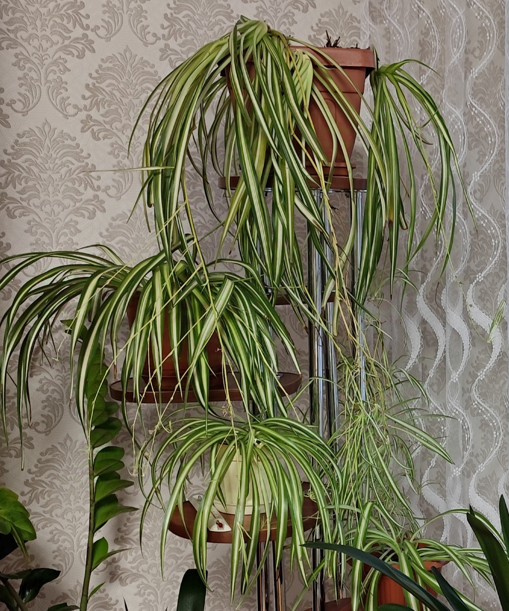 Каскад из хлорофитума