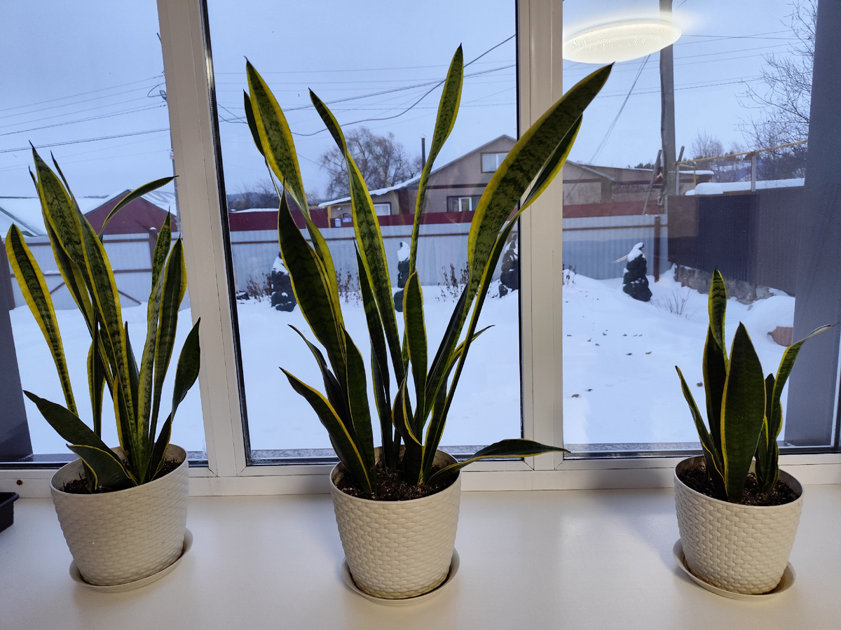 Листочки сансевиерии заблестели после влажной уборки.