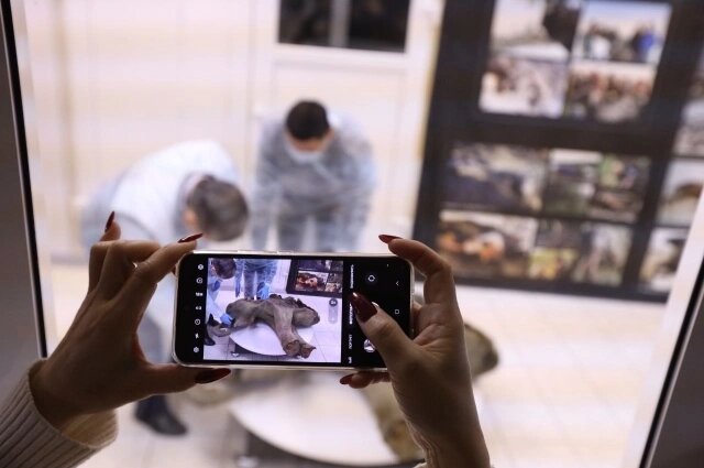    Вес Яны — примерно 180 килограммов. Фото: Пресс-служба СВФУ/ Мичил Яковлев