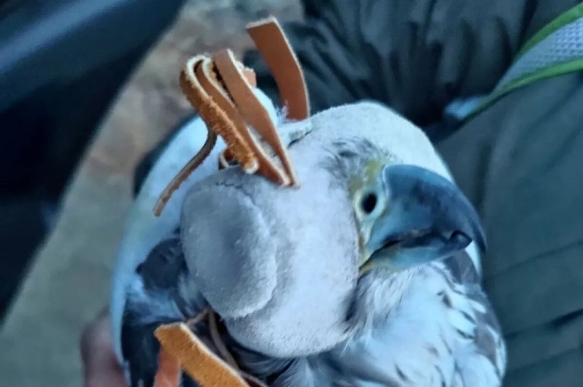    Четырех краснокнижных соколов изъяли в Чите — их везли обездвиженными