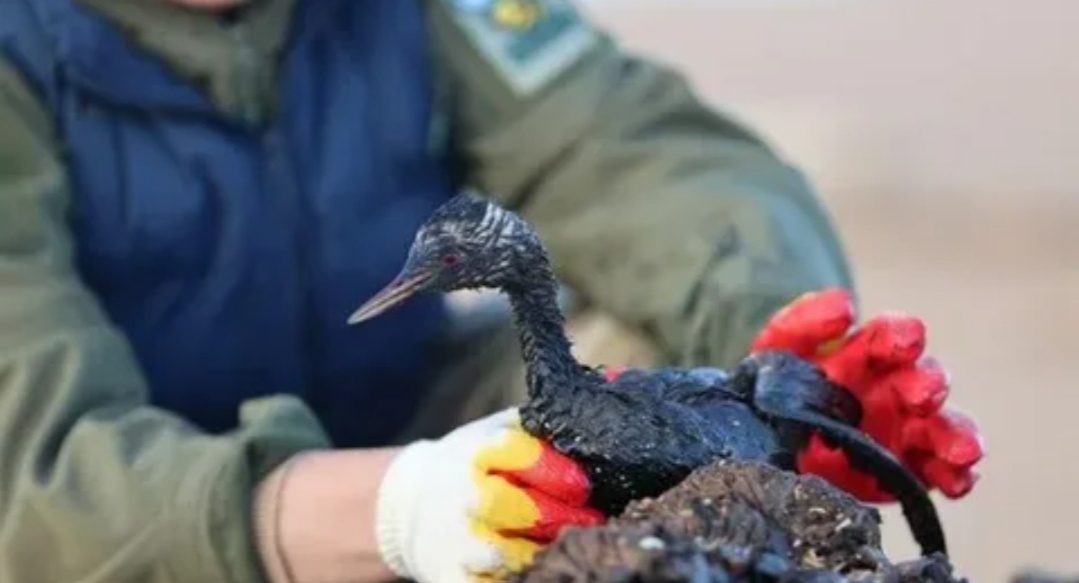 Источник: crimea.ria.ru