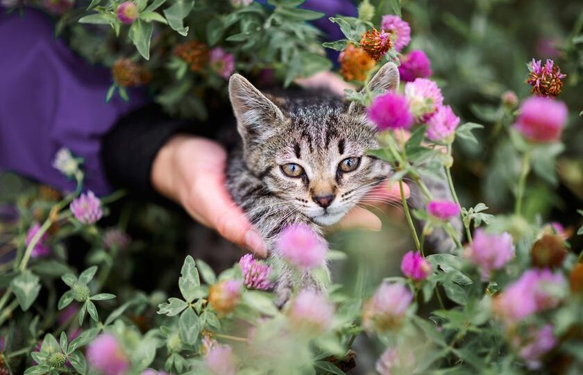 Позаботимся о котятах и щенках в приюте этой зимой