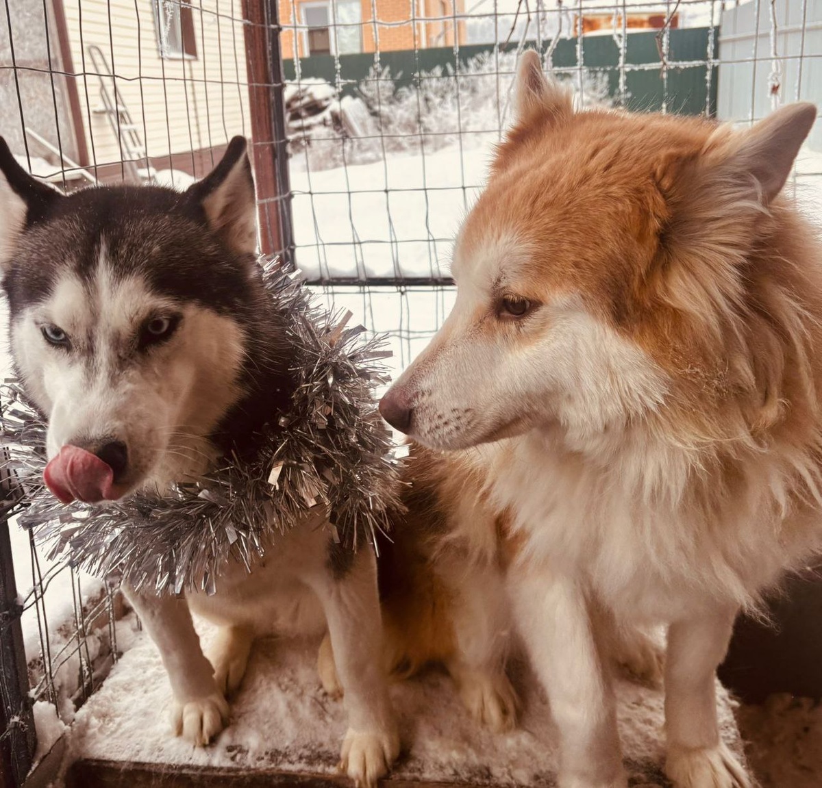 Подружка всегда рядом)