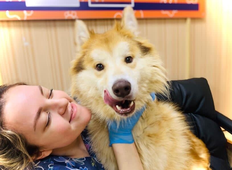 Абрикос в приюте "Омские хвостики"