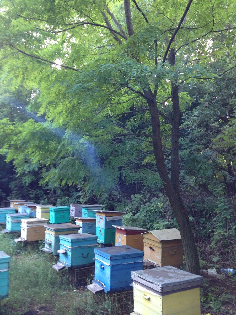 Пасека в деревне