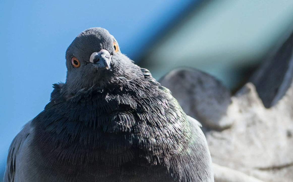 Это голубь. 