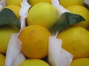 Фото: пресс-служба Уральского межрегионального управления Россельхознадзора