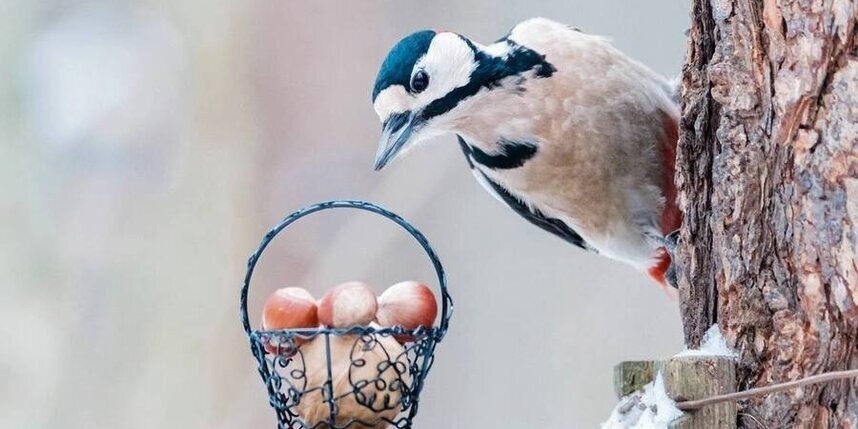    Алёна Бобрович