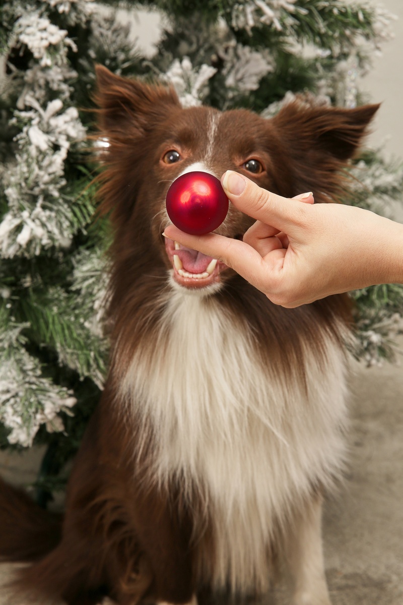 рассказываем, как помочь животным пережить новогодние салюты