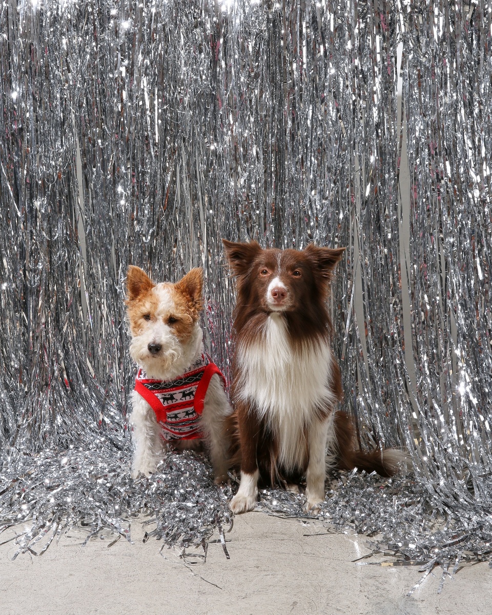 мы салютов не боимся. Потому что хозяин рядышком