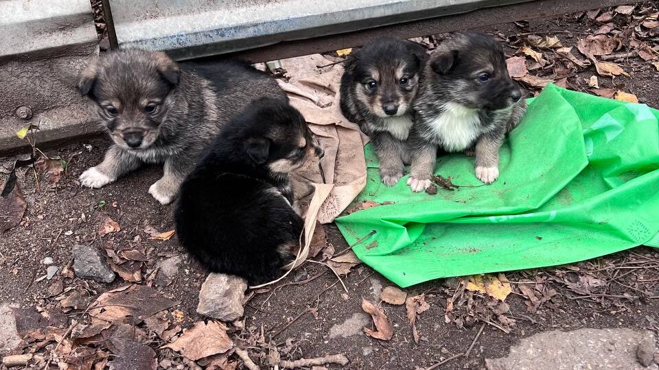 Наш самый ласковый крепыш – Линч 💕