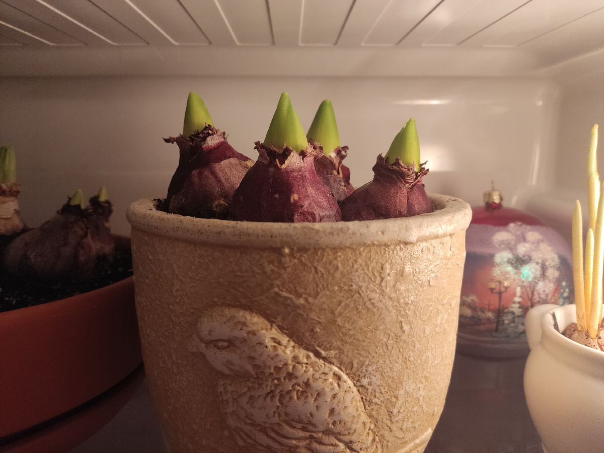 Луковицы в холодильнике могут быть не только для еды