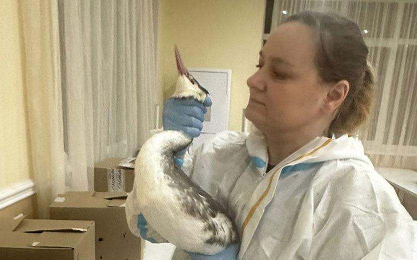    Зооволонтер из Ижевска спасает птиц после аварии в Керченском проливе