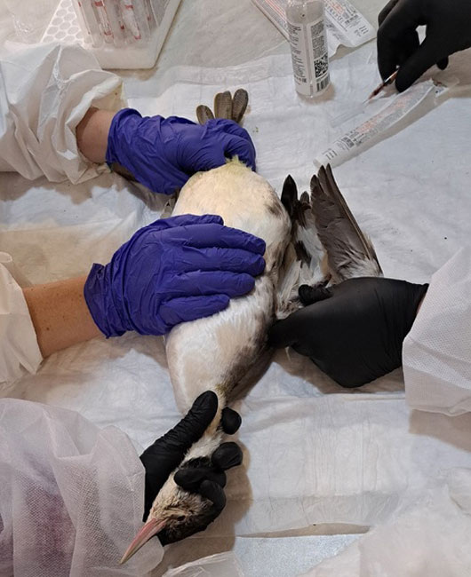  Волонтеры оказывают помощь пострадавшей чомге. Фото: соцсети Ольги Кораблевой