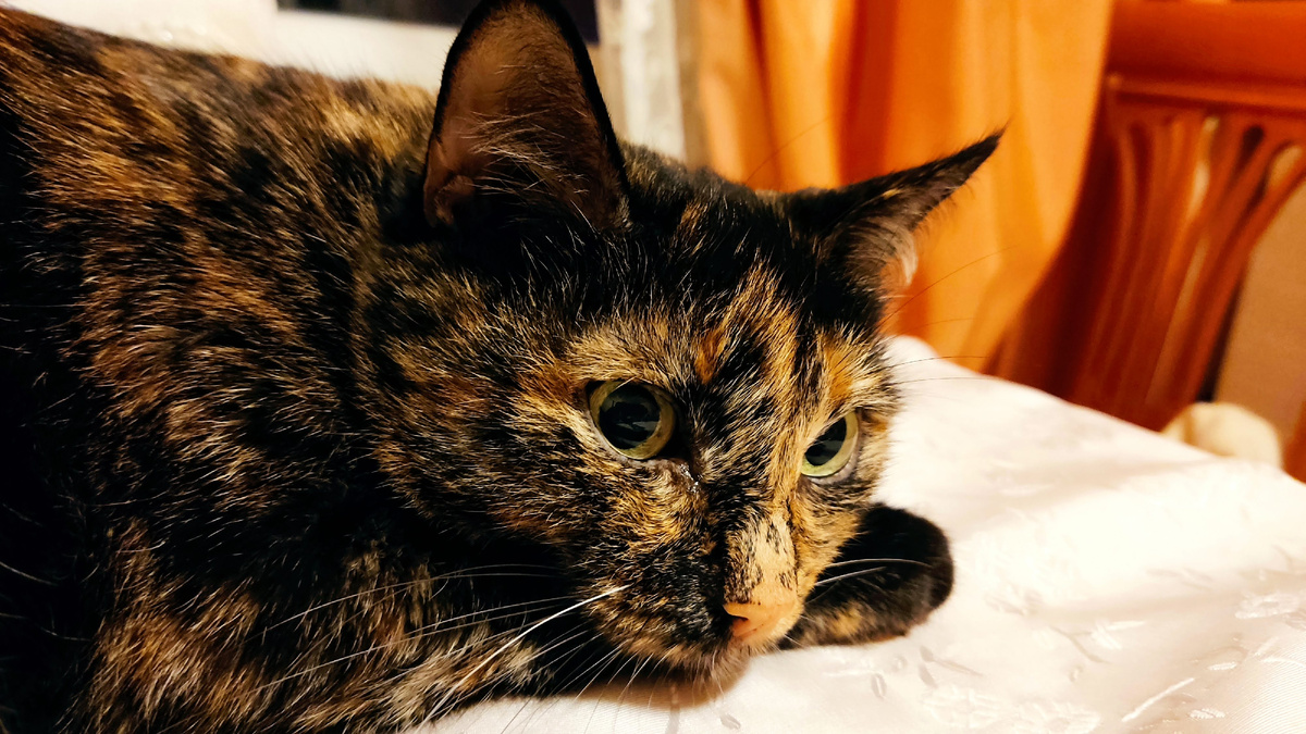 Люля, моя кошка и верная помощница