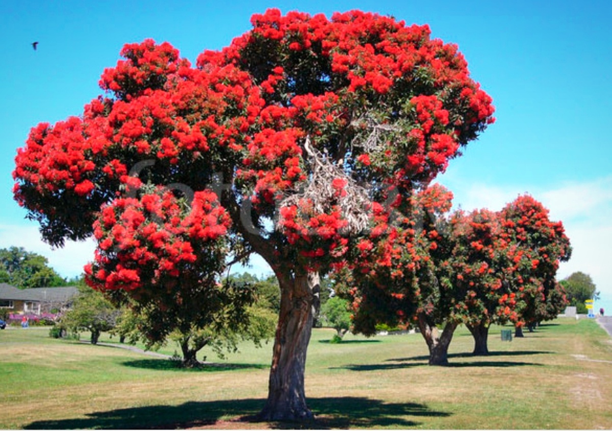 Метросидерос