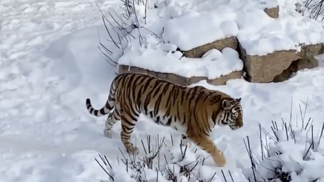    ФОТО: КАДР ИЗ ВИДЕО ЧЕЛЯБИНСКОГО ЗООПАРКА