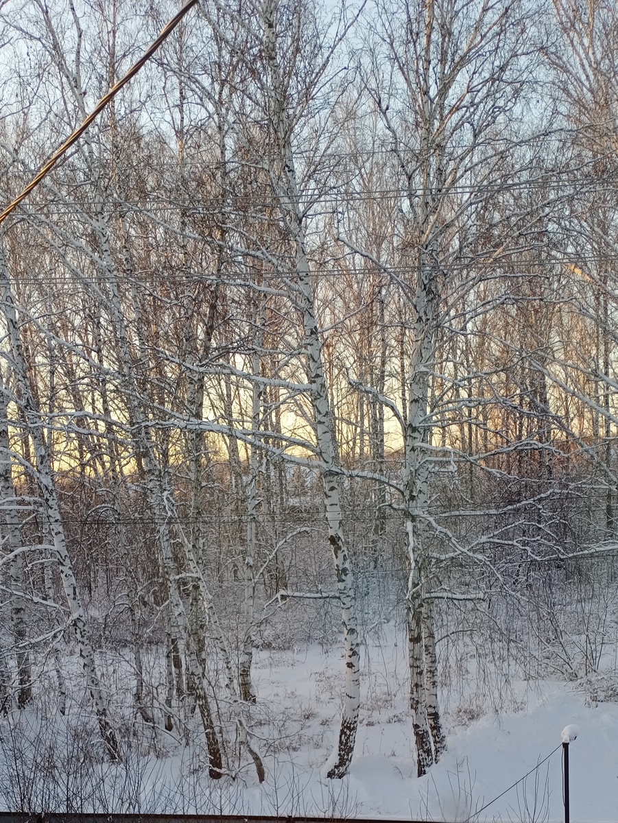 Вид из окна. Закат в лесу.