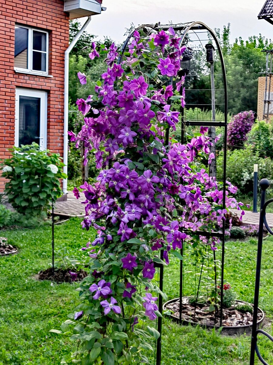 Обворожительная "Виктория".