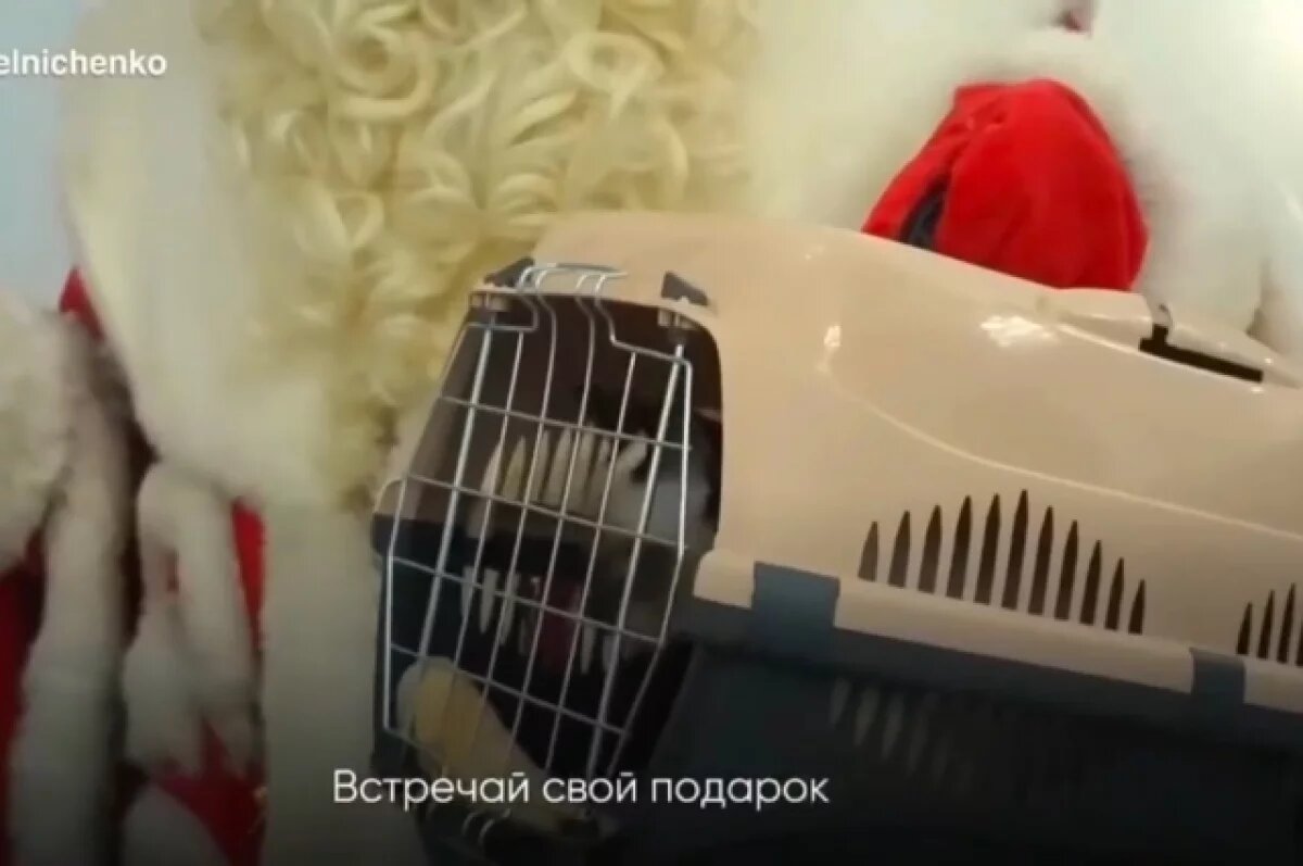    Олег Мельниченко подарил котенка Гошу девочке из Спасска