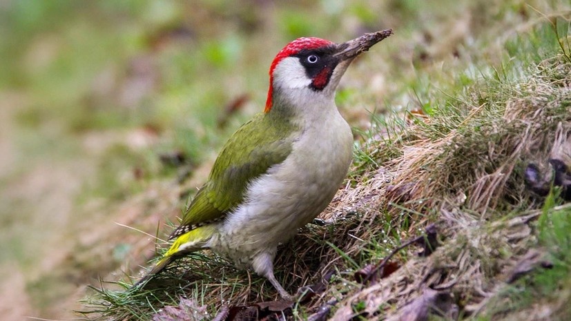    Пресс-служба Департамента природопользования и охраны окружающей среды города Москвы