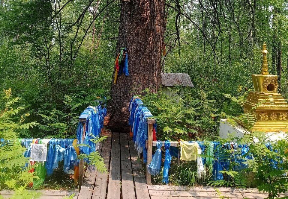    Фото: Пресс-служба Минприроды Забайкалья / Бузинова А.В.