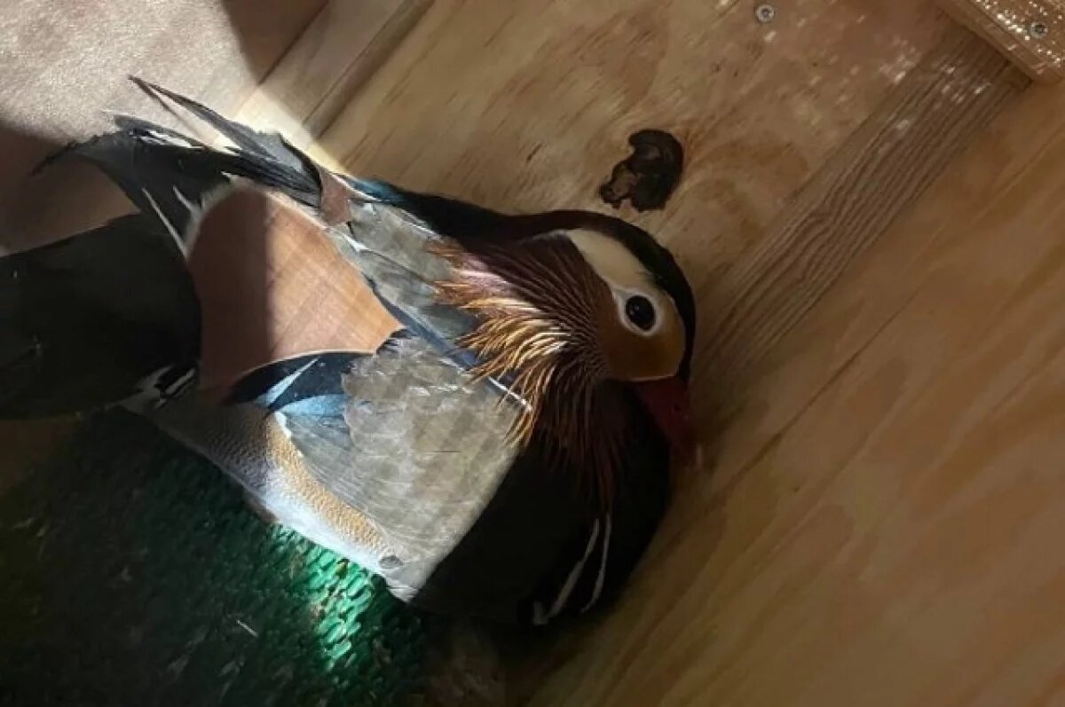    Из Москвы в Калининград переехали на ПМЖ краснокнижные пернатые