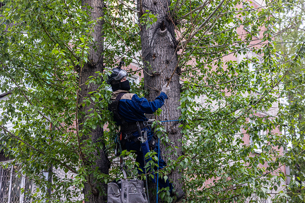 Владимир забирается на дерево
Фото: Антон Климов для ТД