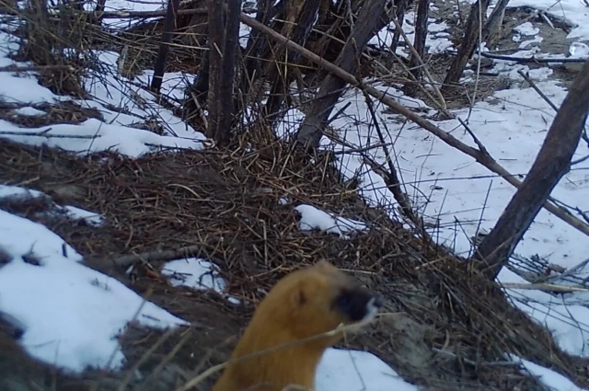    Колонок попал на фотоловушку Сохондинского заповедника в Забайкалье
