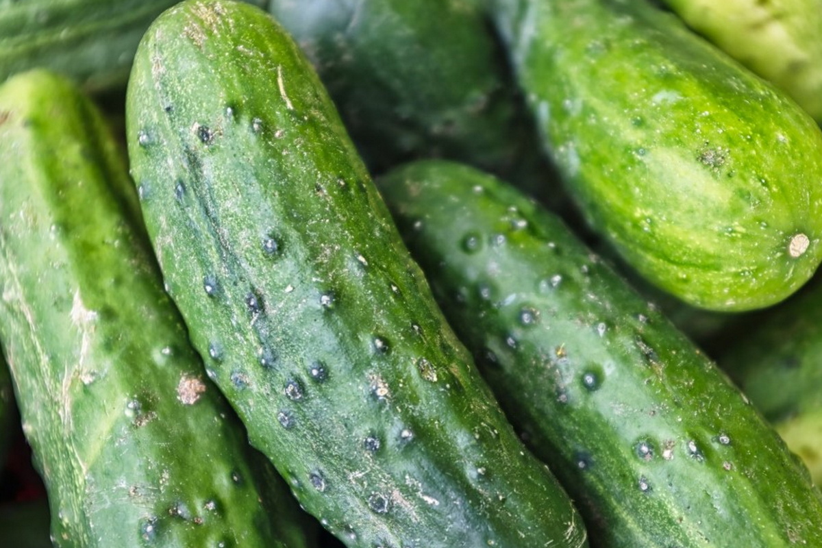     Пролежат несколько недель: как сохранить огурцы в первозданном виде