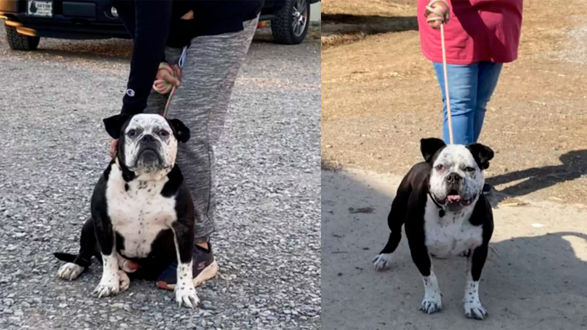    Таким серьезным Фрэнк попал в приют