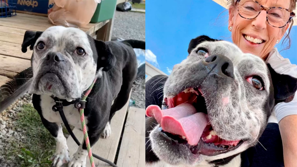    Вскоре от хмурой мордочки ничего не осталось, и Фрэнк начал улыбаться