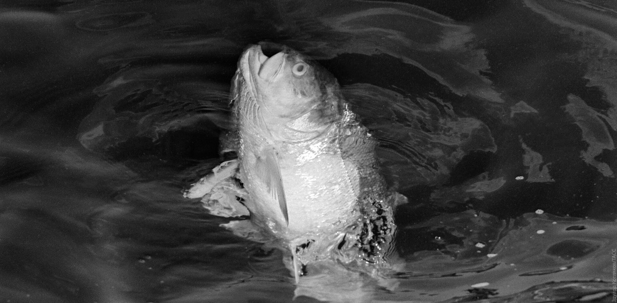 Фото: Эдуард Котляков/TACC