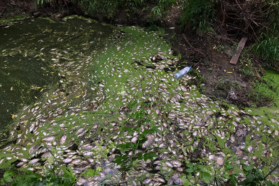 Экологические проблемы привели к массовой гибели рыбы в реке Рожайка. | Фото предоставлено Александром Киселёвым