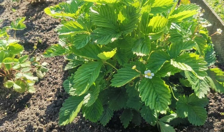    Лекарственные сорта клубники планируют создать в Китае