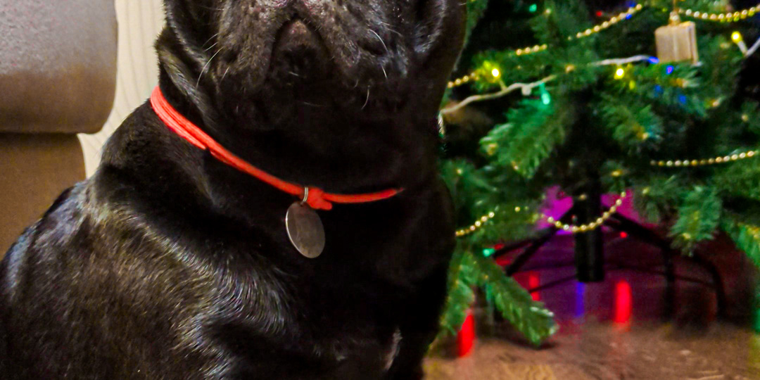 Опасные продукты для собак