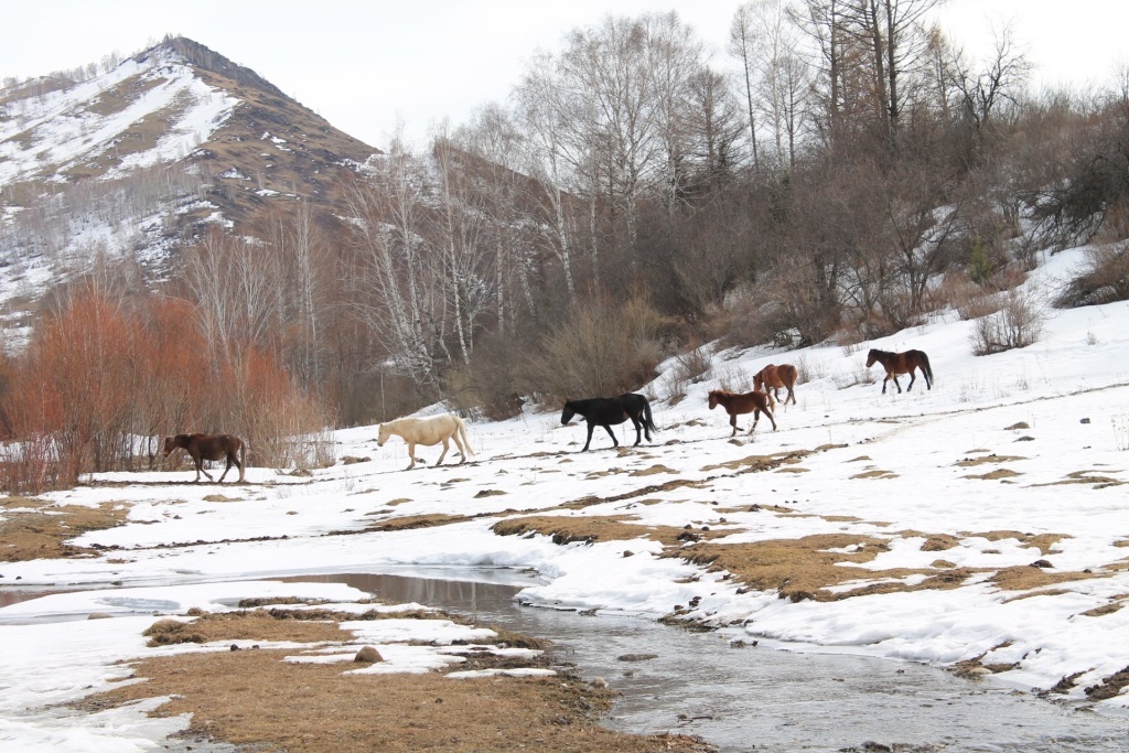 Табунное содержание лошадей на Алтае 