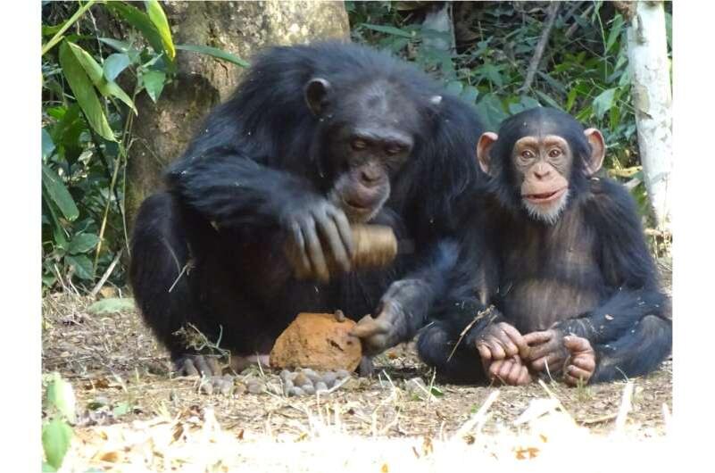 Взрослая самка шимпанзе Фанле раскалывает орех масличной пальмы с помощью каменного молотка и наковальни, а её маленький сын Фланле смотрит в камеру. Фото: Тэцуро Мацудзава