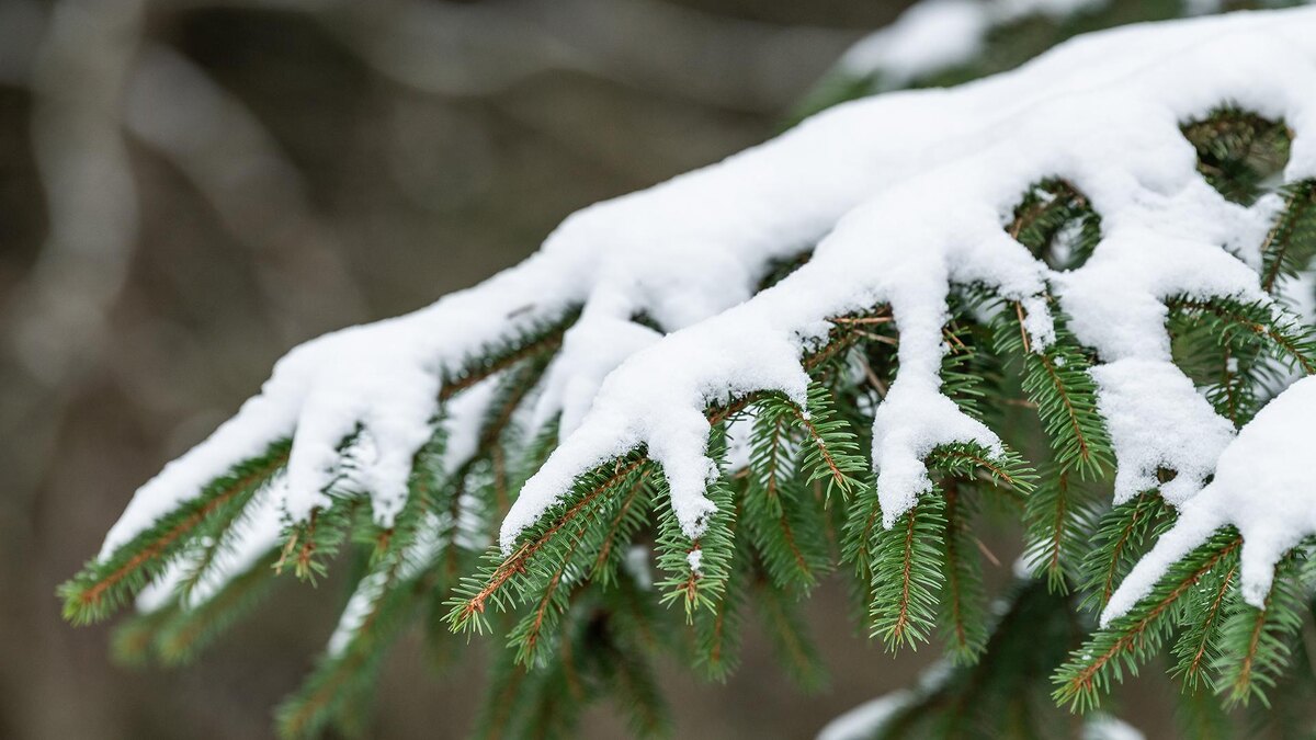    Фото: Silas Stein/globallookpress.com