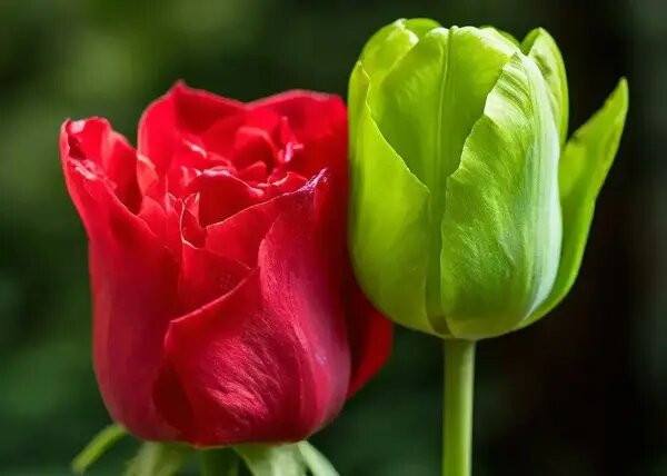   Розы и тюльпаны от AzaliaNow Мария Казённова