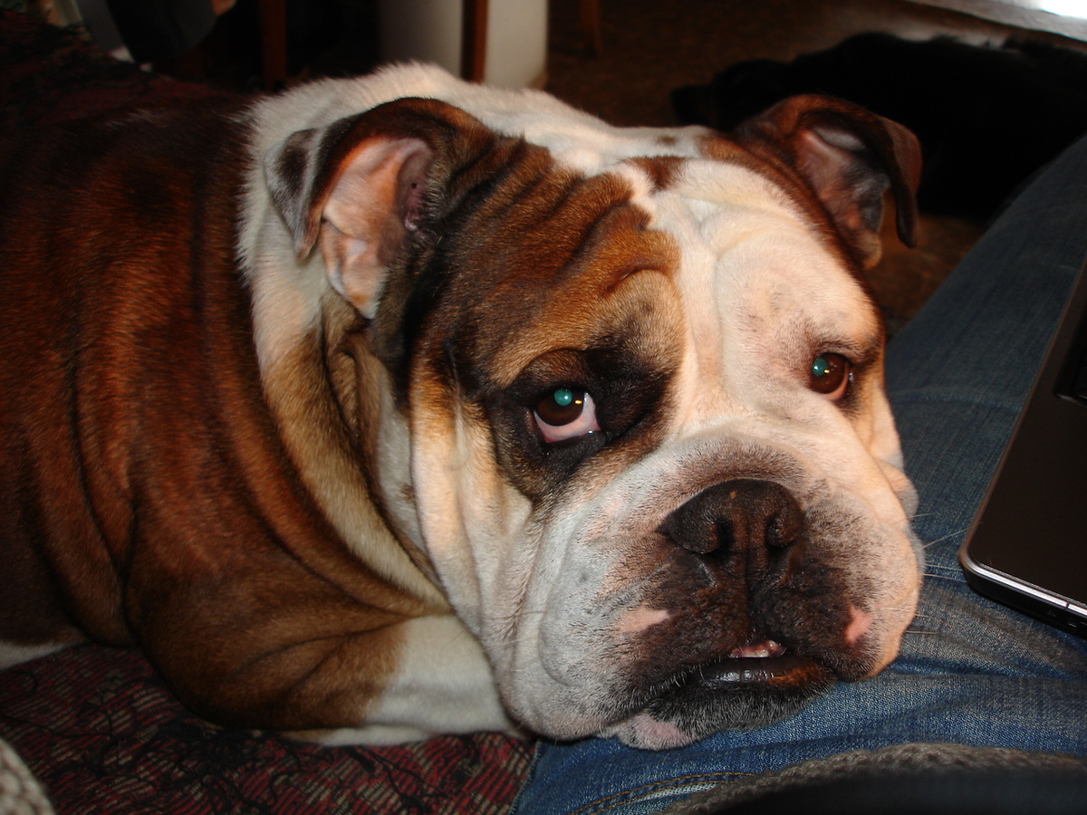 Как это сокровище можно не любить?