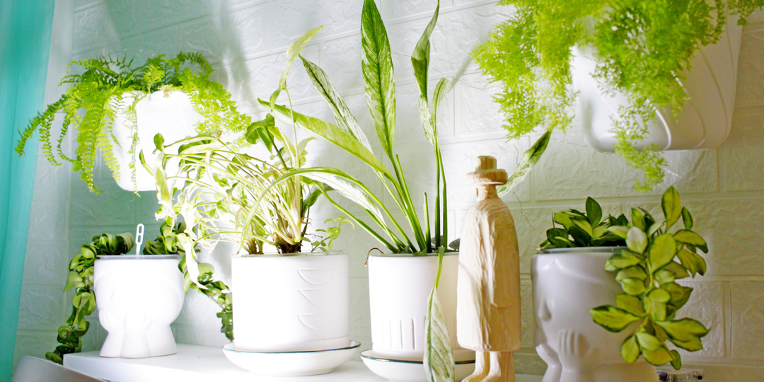 Влюбляюсь в свои растения после выгорания