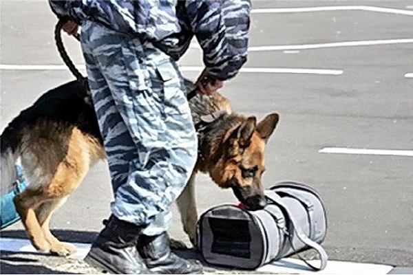    //Фото с сайта: ruffnews.ru