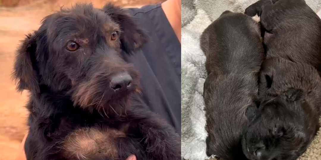 Собака попросила о помощи, чтобы подарить щенкам лучшую жизнь