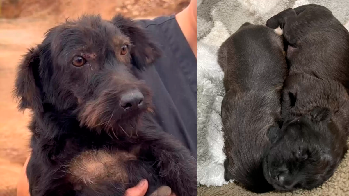    Спасатели поняли почему собака так хотела, чтобы ее спасли, — она была беременна