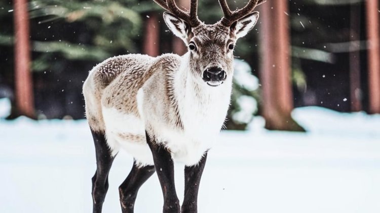    Сахалин намерен развивать северное оленеводство