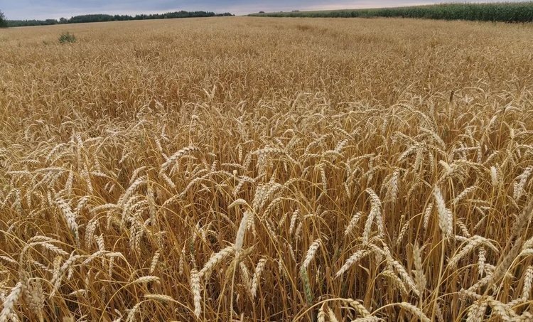    Рост площадей с отечественными семенами в Ростовской области: итоги 2024