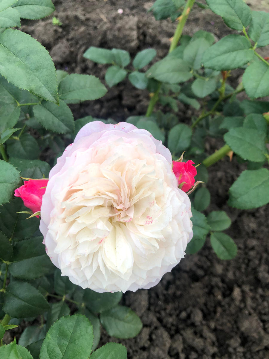  английская роза Констанс, фото автора