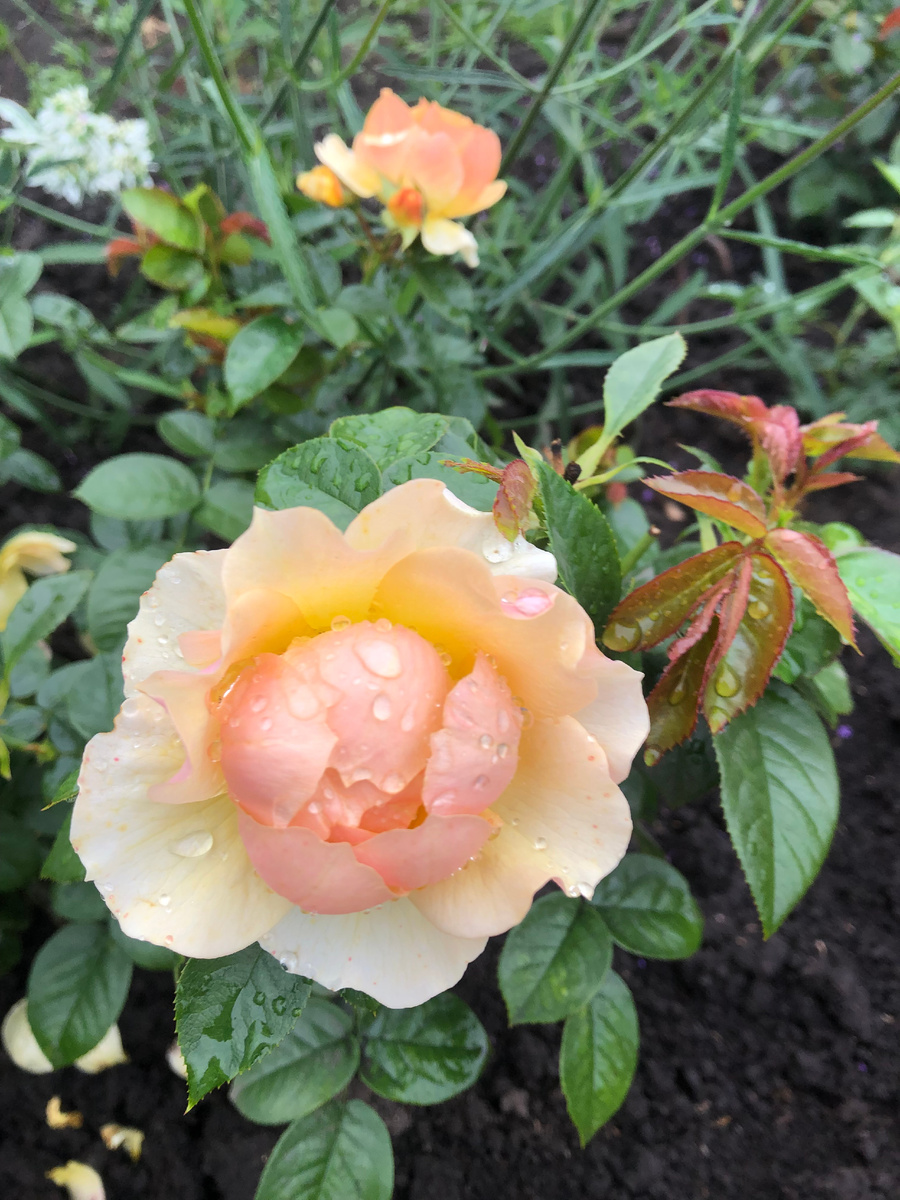 роза Хансештадт Росток.